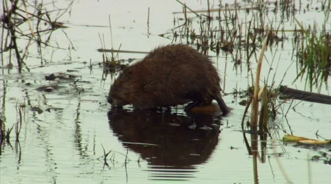 Musk Rat 1 Stock Footage 577491