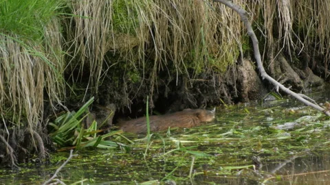 Musk Rat Close Up 스톡 동영상 244294191