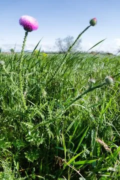 Musk thistle Stock Photos