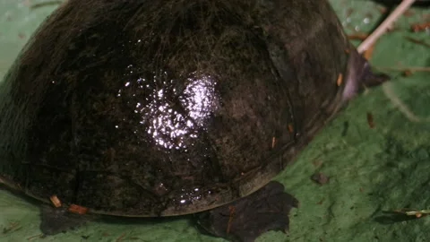 Musk turtle close up shell Video stock 167972760