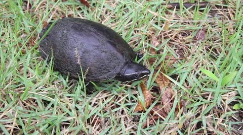 Musk Turtle in green grass looking around and walks out of frame Video stock 55416681