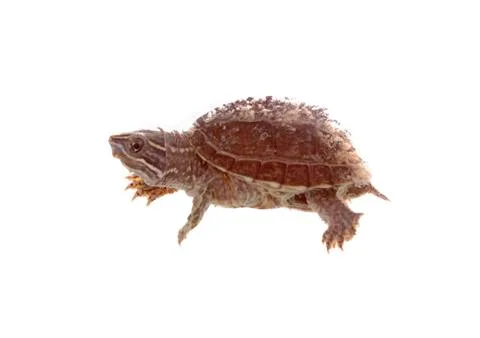 Musk turtle Stock Photos