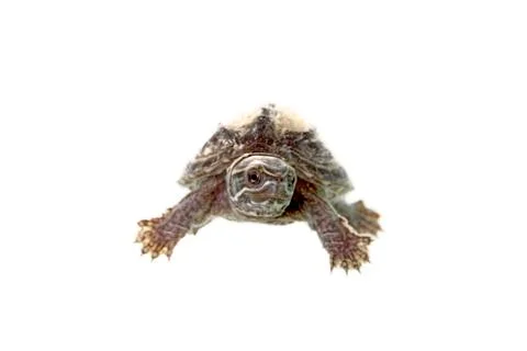 Musk turtle Stock Photos