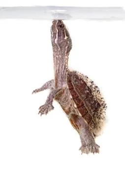 Musk turtle Stock Photos