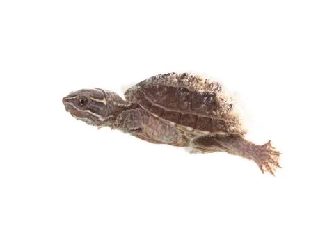 Musk turtle Stock Photos