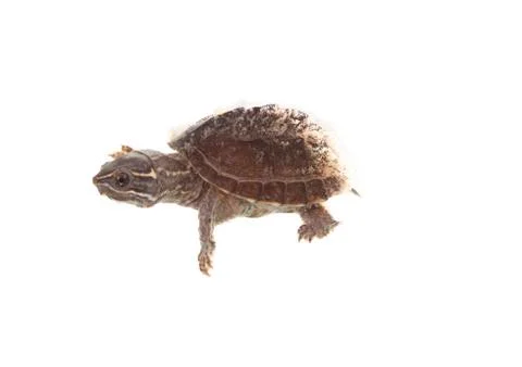 Musk turtle Stock Photos