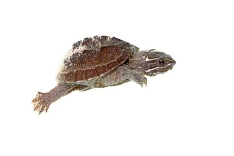 Musk turtle Stock Photos