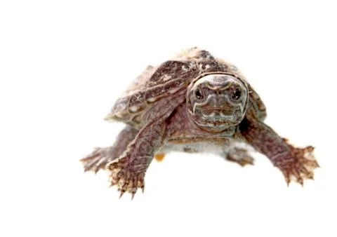 Musk turtle Stock Photos