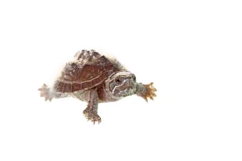 Musk turtle Stock Photos
