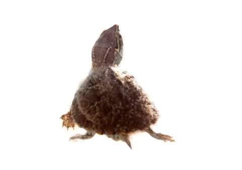 Musk turtle Stock-Fotos