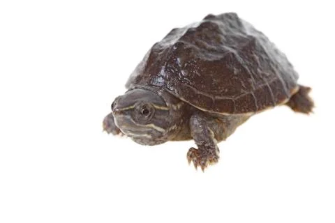 Musk turtle Stock Photos