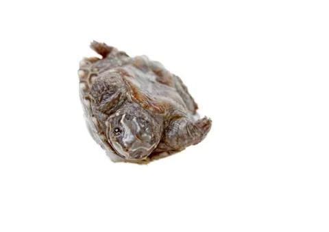 Musk turtle Stock Photos