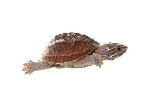 Musk turtle Stock Photos