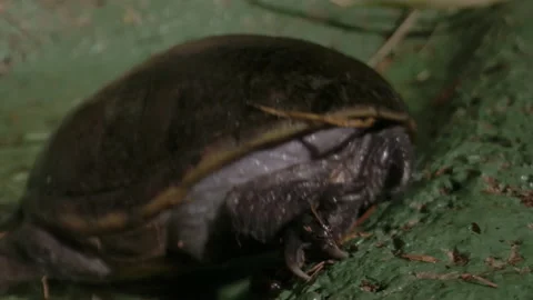 Musk turtle retreating into the water Stock Footage 167972850