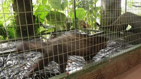 Musk walking in the cage Видео 107359092