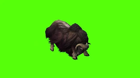 MuskCow Attack Forward Green Screen Animation 4K Rendering Stock Footage 281393216
