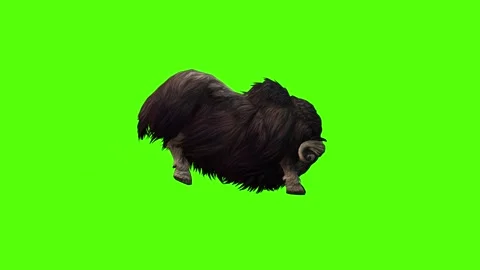 MuskCow Attack Forward Green Screen Animation 4K Rendering Vidéo 281393240