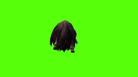 MuskCow Attack Forward Green Screen Animation 4K Rendering Stock-Footage 281393242