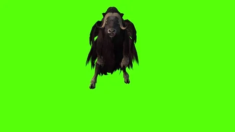 MuskCow Jump Attack Green Screen Animation 4K Rendering Stock-Footage 281393386