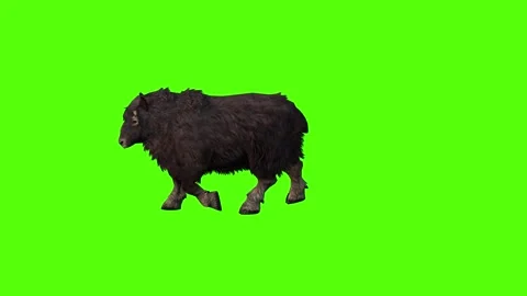 MuskCow Walking Forward Green Screen Animation 4K Rendering Vídeo Stock 281393552