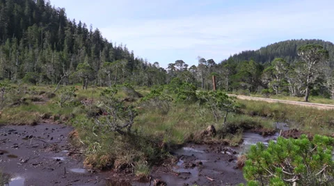Muskeg Stock Footage 27800559