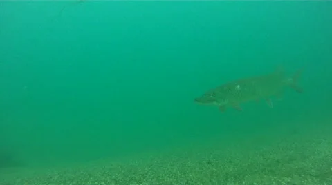 Muskie 库存影片 11859592
