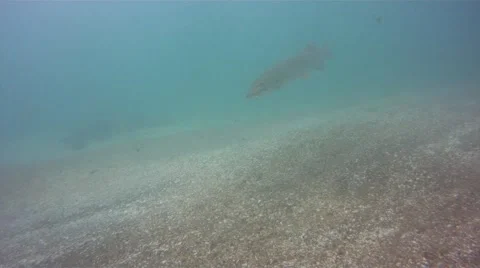 Muskie -very clean 库存影片 58802753