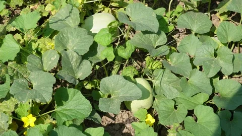 Muskmelon plants Stock Footage 333987986