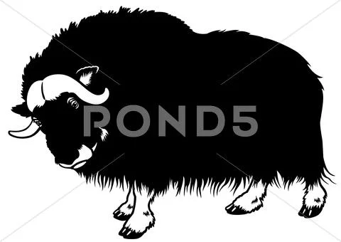 Muskox black white Stock Illustration