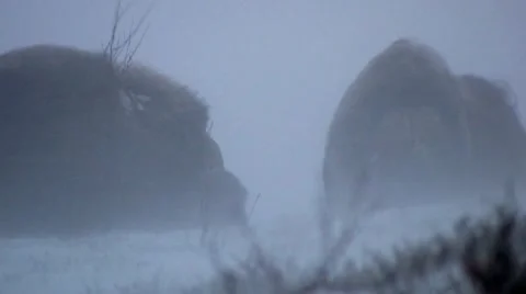 Muskox in blizzard Stock Footage
