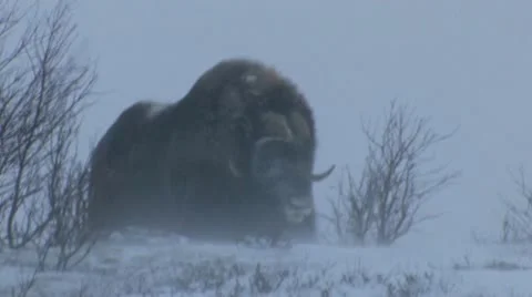 Muskox in blizzard Stock Footage