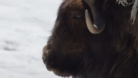 Muskox close up face side profile Stock Footage 106593331
