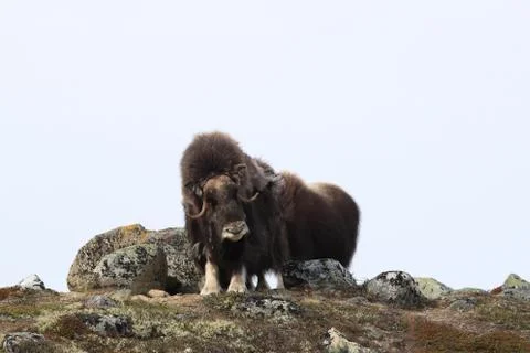 Muskox in Dovrefjell national park, Norway Stock Photos