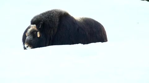 Muskox Video stock 674004