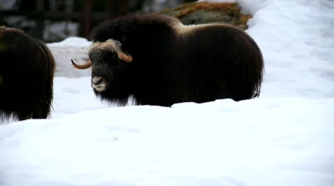 Muskox Vídeos de archivo 674072
