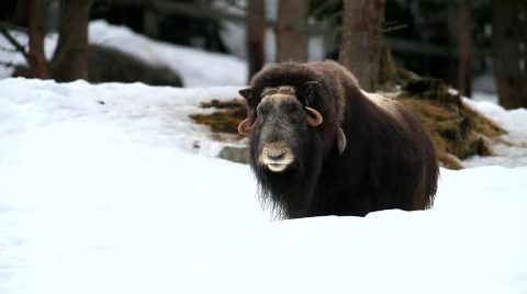 Muskox Vídeos de archivo 675152