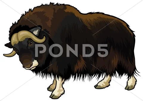 Muskox Stock Illustration
