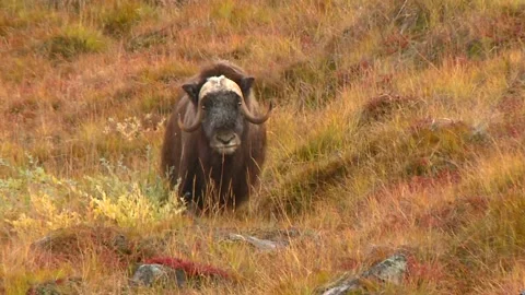 Muskox looks at camera Vídeos de archivo 168324119