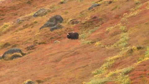 Muskox looks off camera Vídeos de archivo 168324134