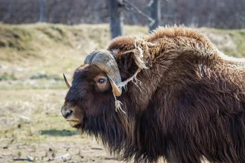 Muskox Stock Photos