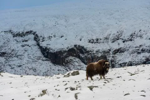 Muskox Single Stock Photos