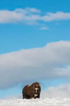 Muskox Single Stock Photos