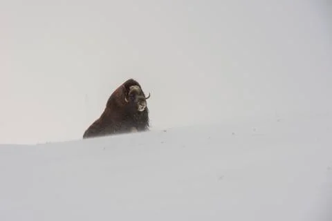 Muskox Sitting Stock Photos