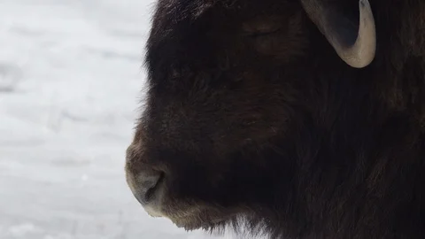 Muskox slow motion look at camera Stock Footage 106593374
