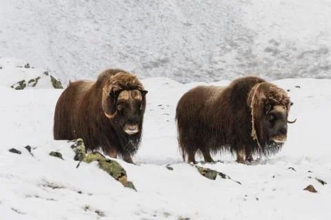 Muskox Two Dovrefjell Stock Photos