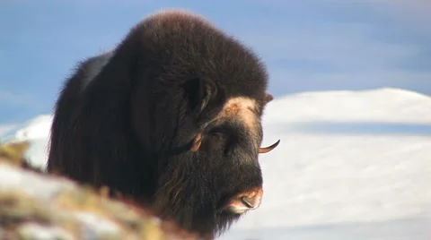 Muskox in the wild Stock Footage