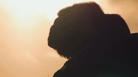 Muskox in the wild Stock Footage