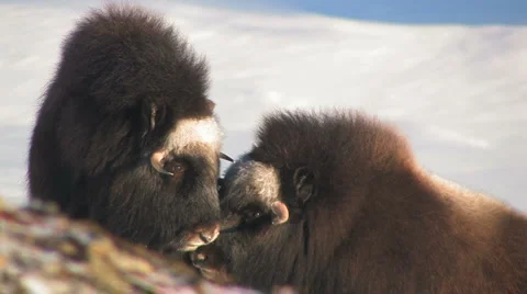 Muskox in the wild Stock Footage