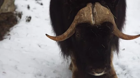 Muskox in winter (Ovibos moschatus) Video stock 59169886