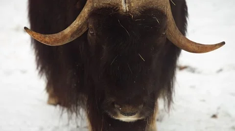 Muskox in winter (Ovibos moschatus) Stock-Footage 59170097